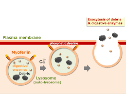 <p>Exocytosis in the human body</p>