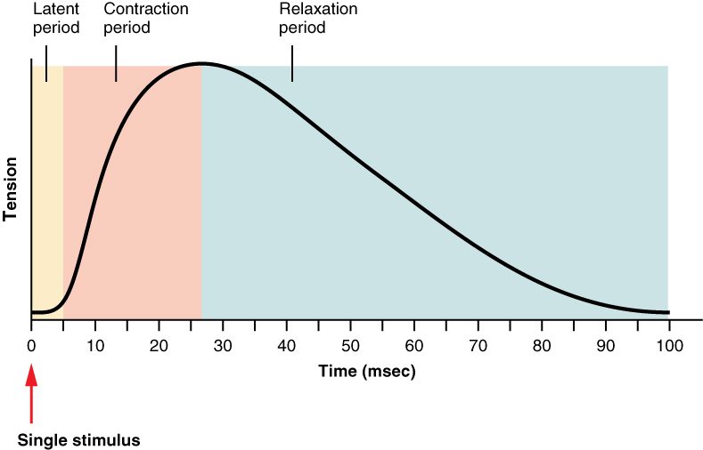 <ol><li><p>Latent period (lag phase)</p></li><li><p>Contraction phase</p></li><li><p>Relaxation phase</p></li></ol>