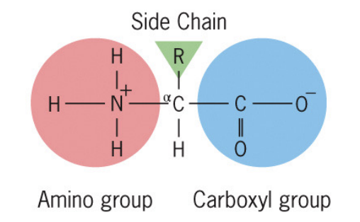 <ol><li><p>carboxyl group (pka ~ 10) negatively charged when neutral</p></li><li><p>amino group (pka ~ 2) positively charged when neutral</p></li><li><p>single carbon atom (alpa-carbon)</p></li><li><p>unique side chain, called R group</p></li></ol><p></p>
