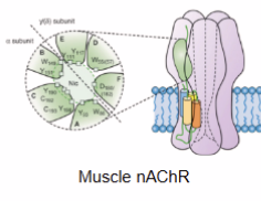<ul><li><p>mixture of organic compounds used as a paralyzing tool</p></li><li><p>competitive antagonist of the<strong> nicotonic acetylcholine receptor (nAChR)</strong></p><ul><li><p>occupies the same position on the receptor as ACh and elicits no response, thus is an example of depolarizing muscle relaxant</p></li></ul></li></ul><p></p>
