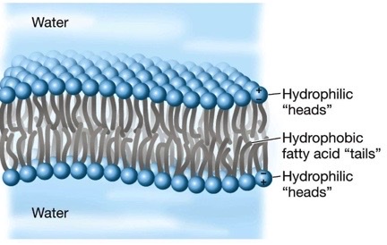 <p>a phospholipid bilayer</p>