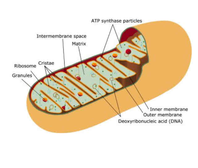 <p>mitochondria</p>