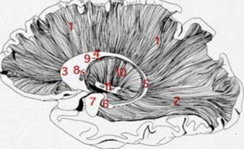 giant projection fibers (axons) that connect cortex to internal capsule

neural highway