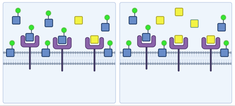 <ul><li><p><span><span>Can use same principles to assess affinity of test drugs for a receptor</span></span></p></li><li><p><span><span>Biological membrane is saturated with high amount of a labelled ligand</span></span></p></li><li><p><span><span>Adding in a drug compound targeted at that receptor displaces labelled ligand, reducing fluorescence&nbsp;</span></span></p></li></ul><p></p>
