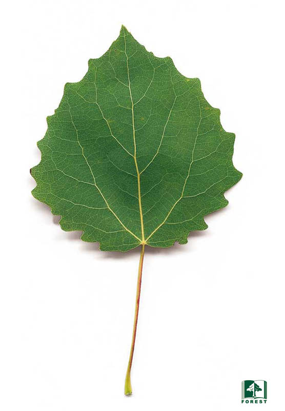 <p>Topola osika (osika)</p>
