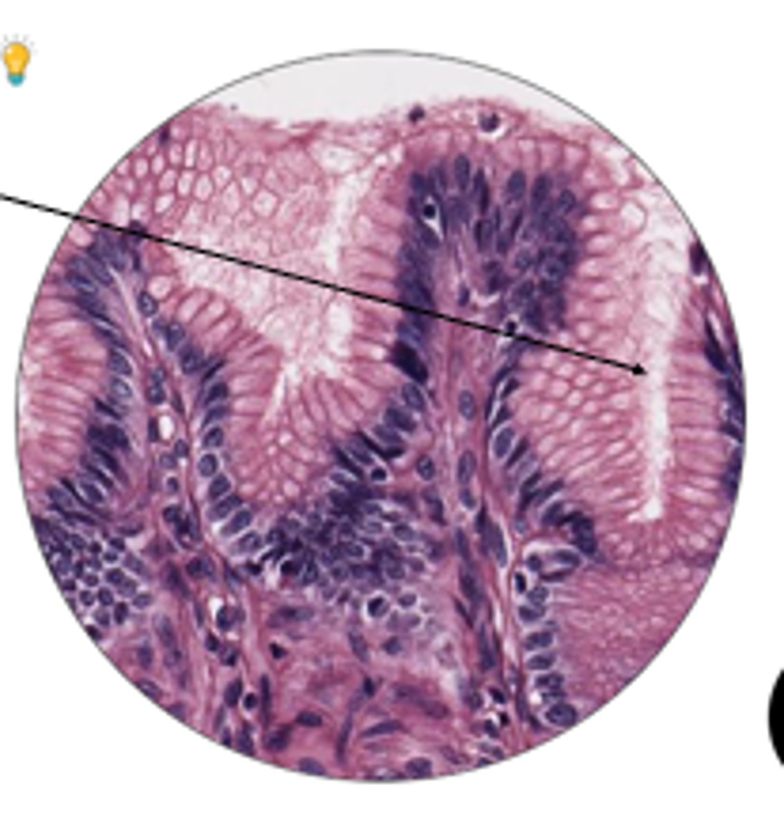 <p>name arrow structure and organ</p>