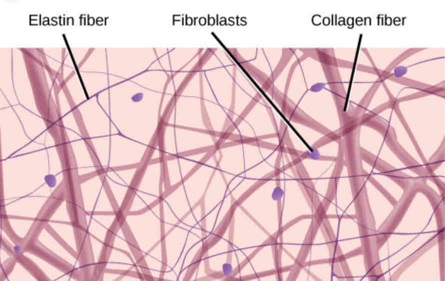 <p>The strongest fiber, flexible cable-like structure</p>