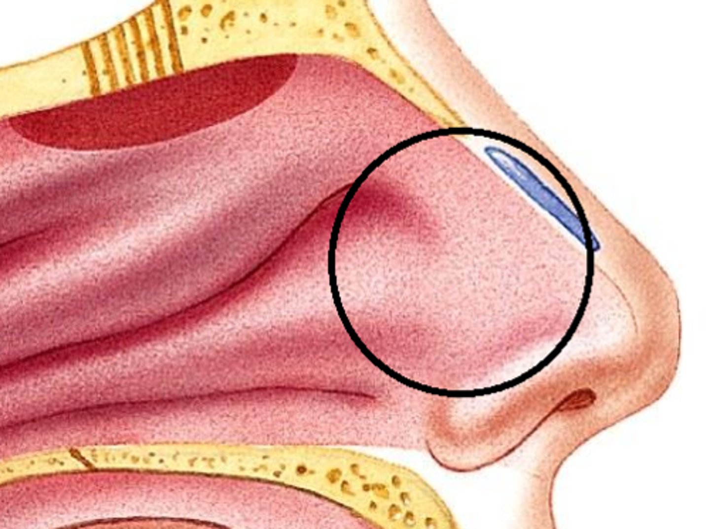 <p>nasal cavity superior to nostrils</p>