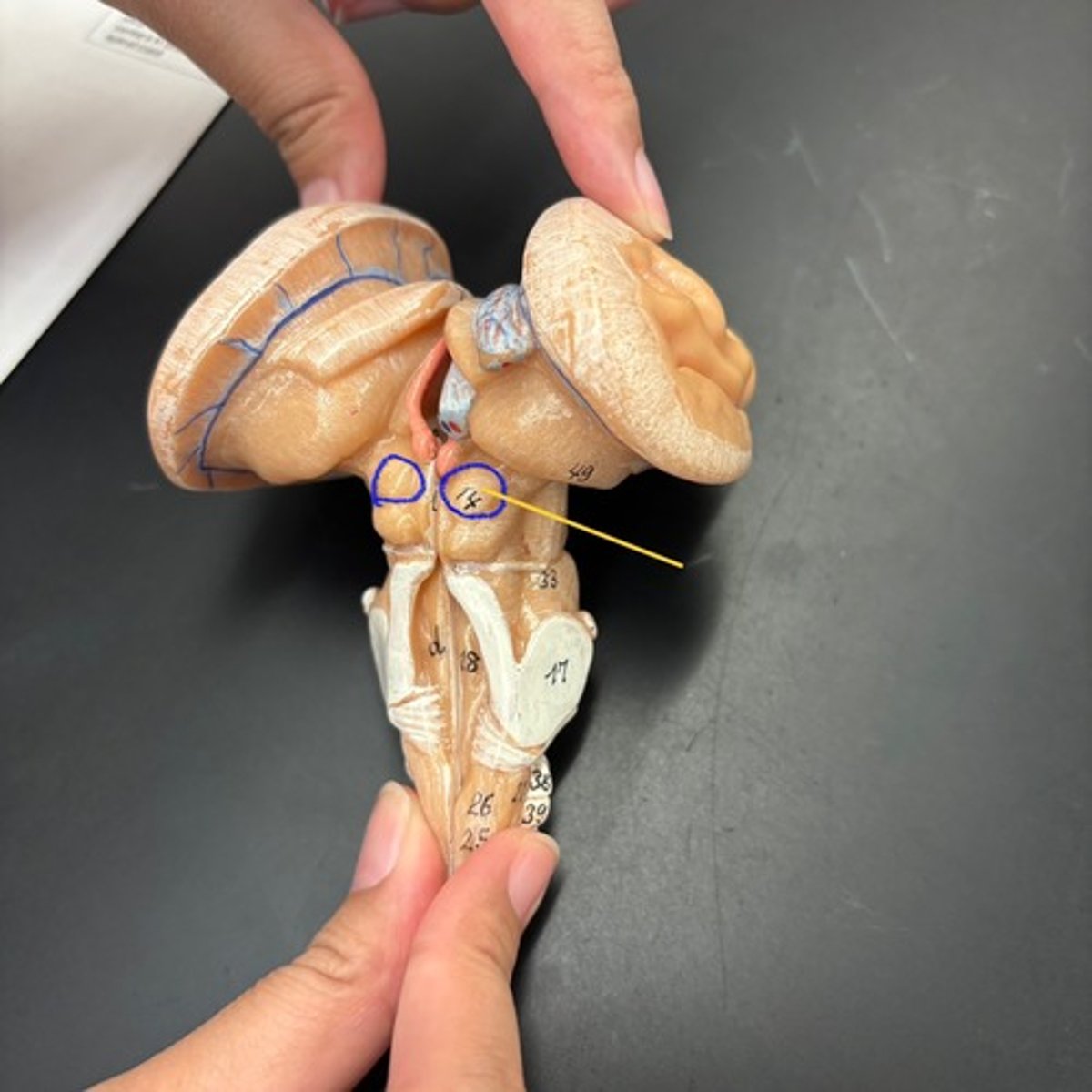 knowt flashcard image