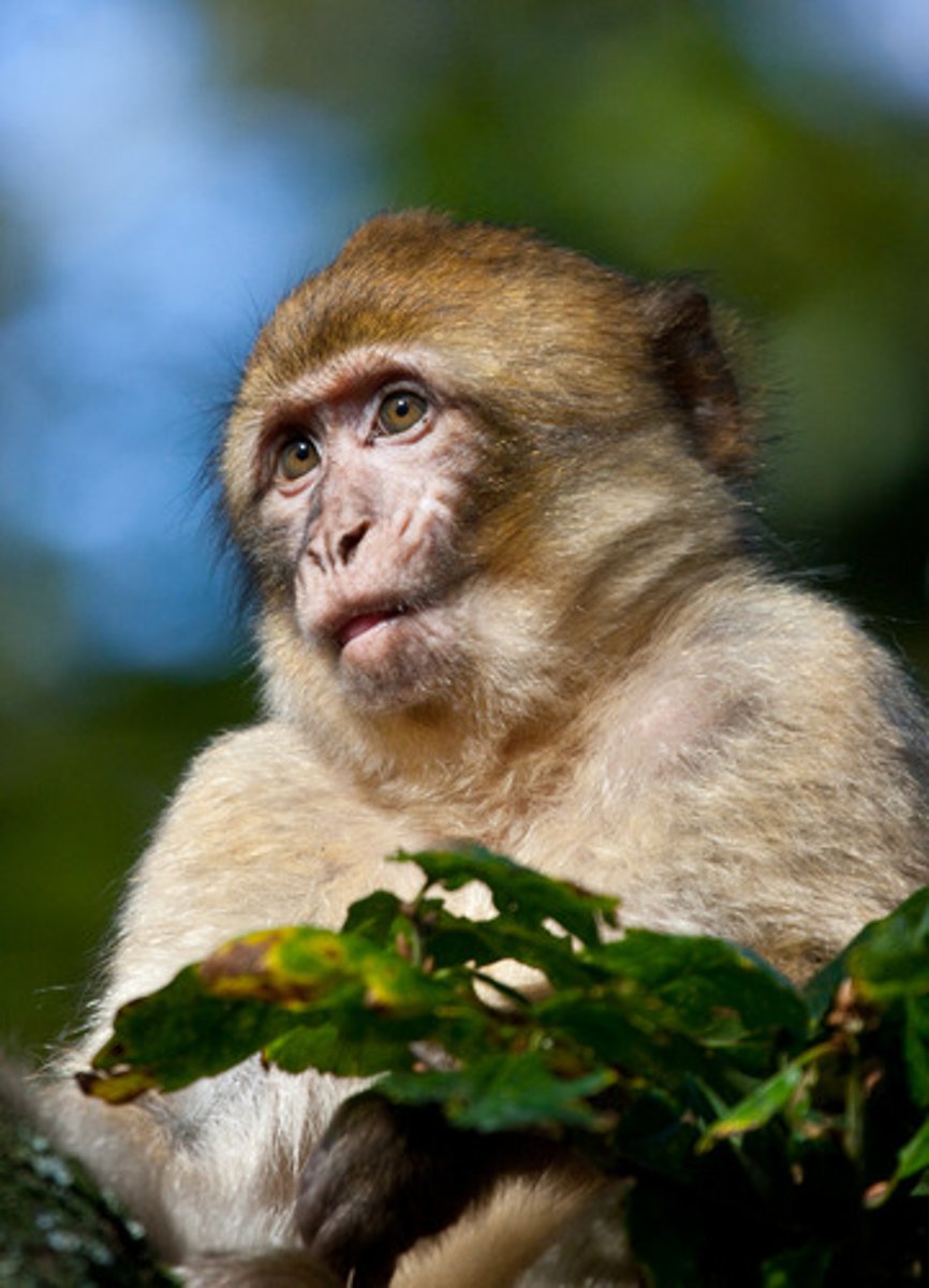 <p>monkey</p>