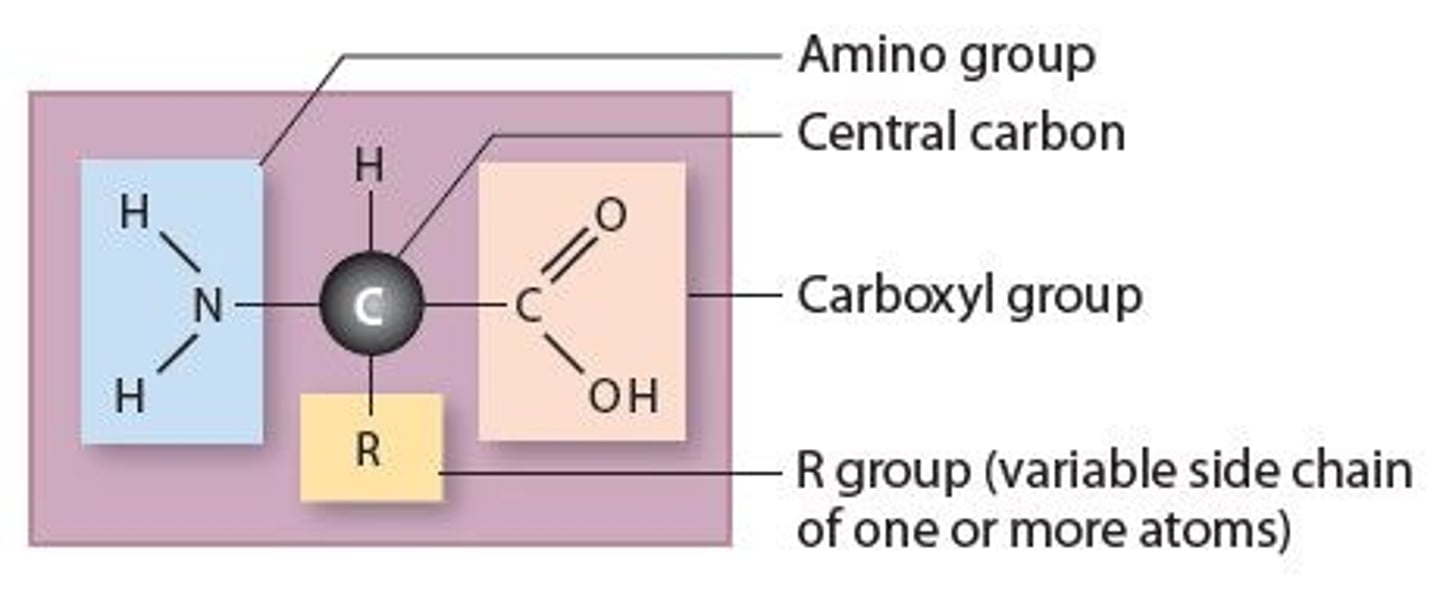 <p>Are simple organic monomers that form proteins. All ________________ have the same structural components that consists of a</p><p>* Central carbon attached to four different groups</p><p>1. Hydrogen atom</p><p>2. Amino group (H-N-H)</p><p>3. Carboxyl group (O=C-OH)</p><p>4. R group (variable side chain that gives amino acid chemical properties)</p>