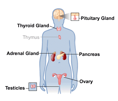 <p>pea shaped near the brains base influences growth</p>