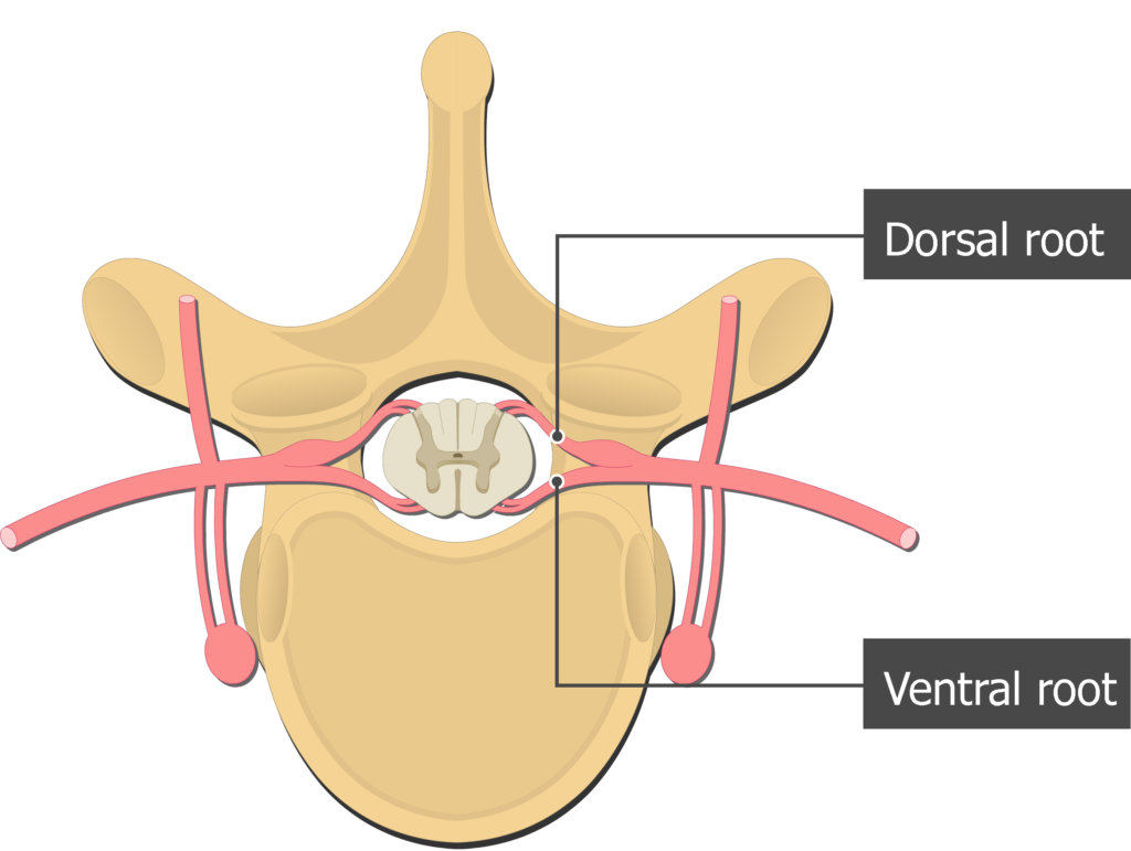 <p>carries sensory (afferent) nerve fibers</p>