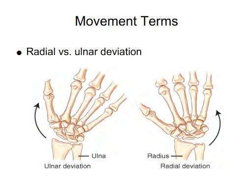 <p>Ulna Deviation </p><ul><li><p>Moving hand towards Ulna (Pinky side) </p></li></ul><p></p>