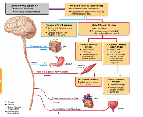 Afferent: carries conscious information TO the brain