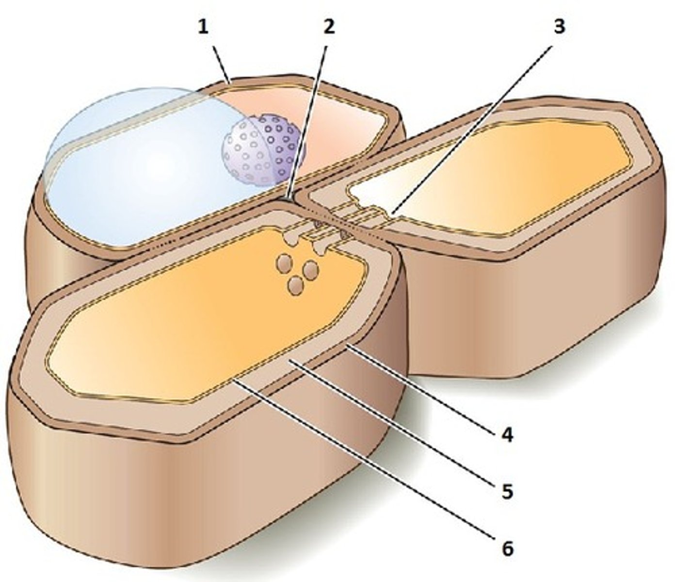 <p>A thin layer rick in sticky polysaccharides called pectins that glues adjacent cells together.</p>