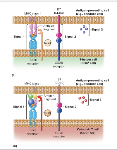 <p>T-cell activation Signal 2</p>