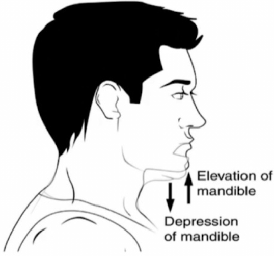 <p>downward movement of a structure</p>