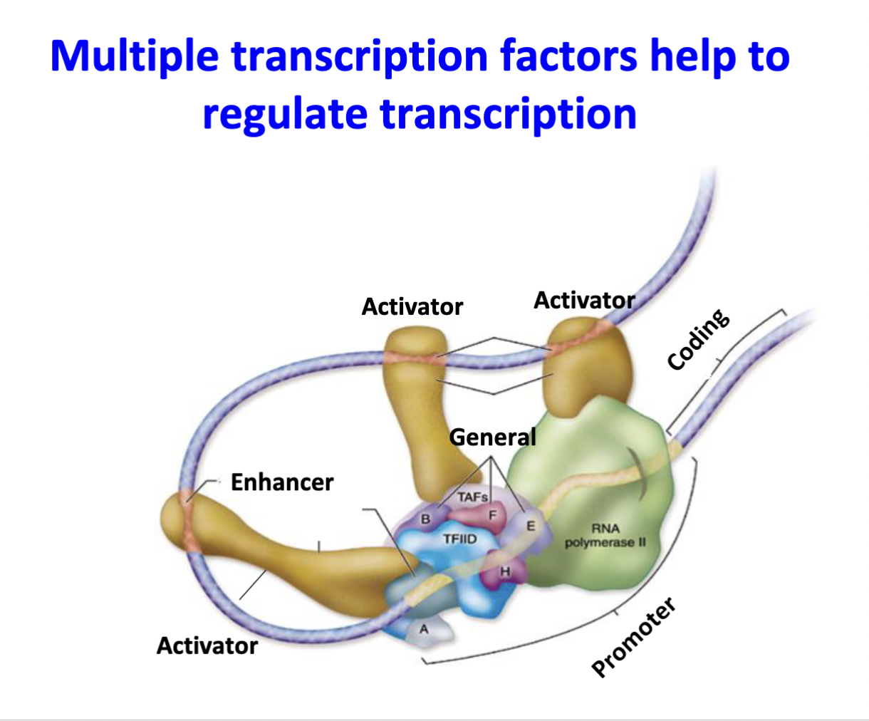 general: line up the RNA polymerase on the promoter

specific: bind to the enhancers (or silencers)

\
specific TFs physically interact with the polymerase and general TFs to increase (or decrease) the rate of transcription