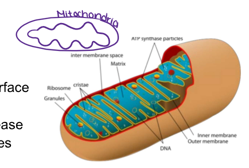 <ul><li><p><strong><u>Thylakoids</u></strong> are the folded inner membranes of the chloroplast that increase surface area for maximum reactions to capture sunlight and create energy molecules for photosynthesis.</p></li></ul><p></p>