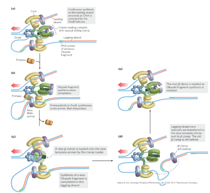 <ul><li><p>trombone mechanism</p></li><li><p>lagging strand synthesis required loop formation</p></li><li><p>single strand at fork comes out far enough for primase to bind and add RNA primer (w/ free 3’OH)</p></li><li><p>happens in opposite direction of fork</p></li><li><p>once no more single-stranded synthesis → falls off </p></li><li><p>process is repeated → generates fragments as replication process occurs</p></li></ul><p></p>