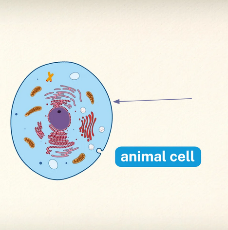 <p>What is the outer layer?</p>