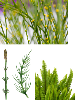 <p>whisk ferns, horsetails, and ferns </p>