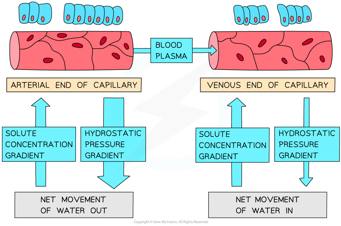 <ul><li><p>at arterial end of capillary:</p><ul><li><p>hydrostatic pressure forces fluid out of capillary</p></li><li><p>proteins remain in blood→ too large</p></li><li><p>WP gradient created due to increased protein content</p></li><li><p>hydrostatic pressure&gt;oncotic pressure→ water moves out of capillaries into tissue fluid</p></li></ul></li><li><p>at venous end:</p><ul><li><p>hydrostatic pressure reduced due to greater distance from heart</p></li><li><p>WP gradient stays same as at arterial end</p></li><li><p>osmotic pressure&gt;HS pressure→ water flows back into capillary from tissue fluid</p></li></ul></li></ul>