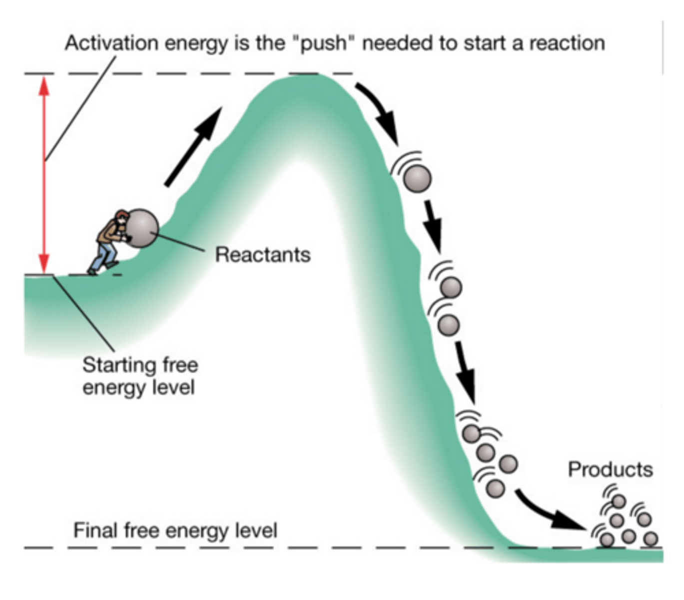 <p>The minimum amount of energy needed to start a chemical reaction</p>