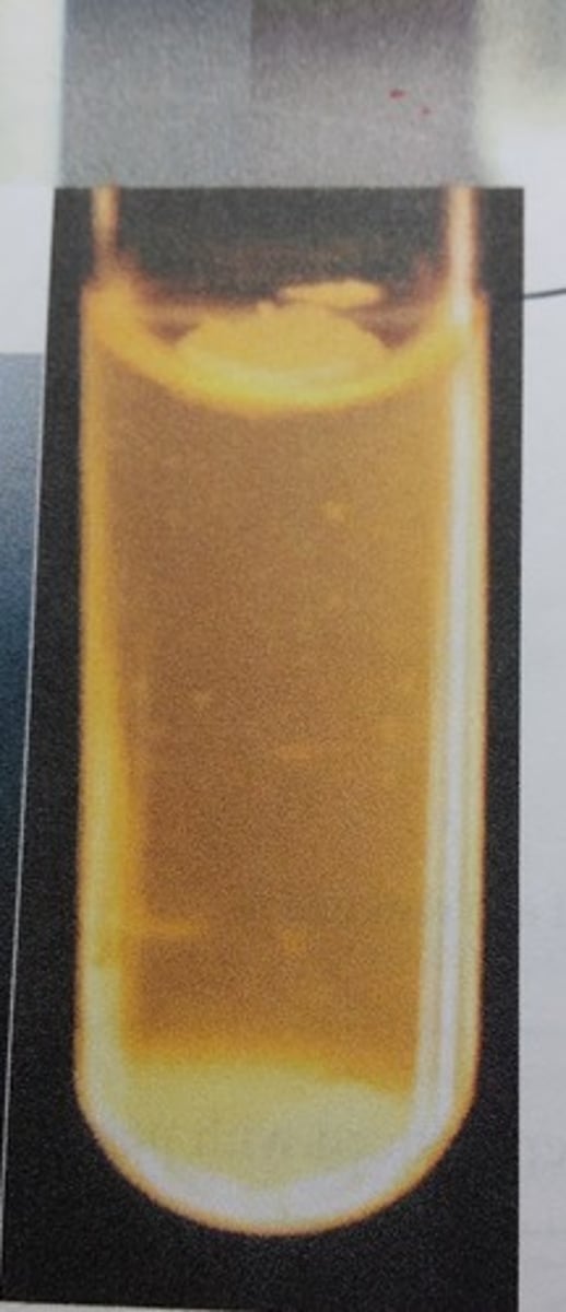 <p>masses in the subsurface area of broth culture</p>