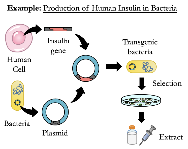* **Plasmid** and **gene** **cut** with a specific restriction enzyme.
* Gene is spliced into plasmid vector by **DNA ligase**.
