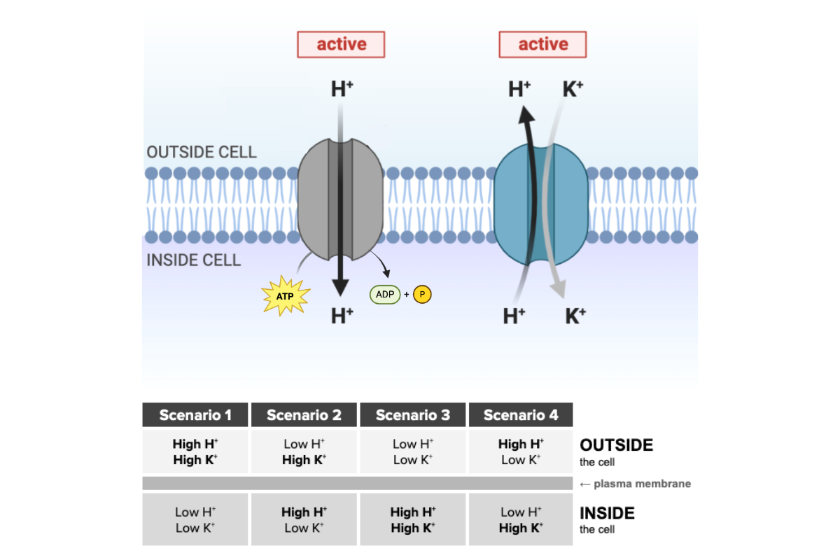 <p>Which scenario is most likely given the function of the transport proteins shown in the figure?&nbsp;&nbsp;</p><ul><li><p><span>a. Scenario <strong>1</strong></span></p></li><li><p><span>b. Scenario <strong>2</strong></span></p></li><li><p><span>c. Scenario <strong>3</strong>&nbsp;</span></p></li><li><p><span>d. Scenario <strong>4</strong></span></p></li></ul><p></p>