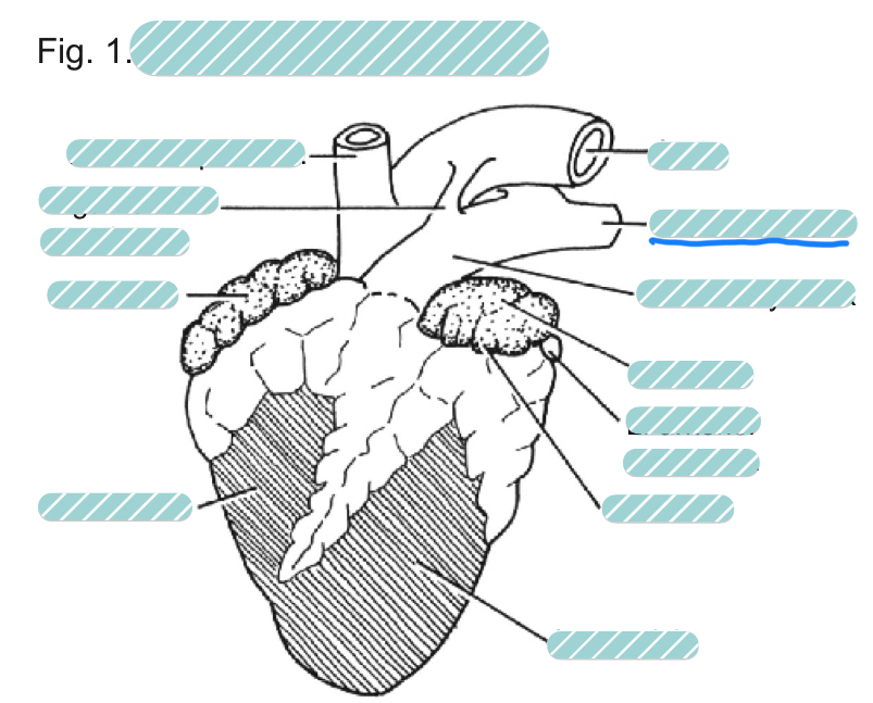 <p>What is the underlined label?</p>