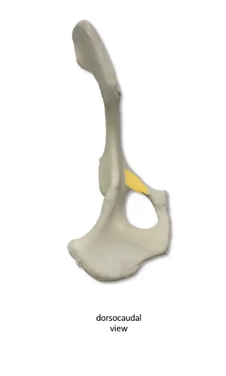 What is this bony prominence 