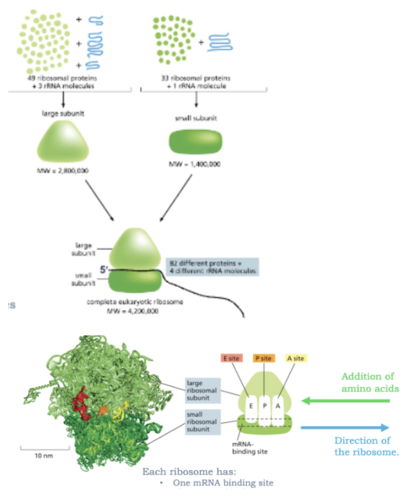 <ul><li><p>SMALL SUBUNIT</p><ul><li><p>BINDS THE FIRST MRNA</p></li><li><p>MATCHES TRNAS TO CODONS</p></li></ul></li><li><p>LARGE SUBUNIT</p><ul><li><p>CATALYZES PEPTIDE BOND FORMATION</p></li></ul></li><li><p>INITIATION: THE SUBUNITS COME TOGETHER NEAR THE 5’ END OF THE MRNA</p></li><li><p>ELONGATION: THE MRNA IS PULLED THROUGH THE RIBOSOME AND TRANSLATED ONE CODON AT A TIME USING TRNAS AS ADAPTORS</p></li><li><p>TERMINATION: THE SUBUNITS SEPARATE WHEN TRANSLATION IS COMPLETE</p></li><li><p>PROKARYOTIC RIBOSOMES ALSO HAVE A SMALL AND A LARGE SUBUNIT </p></li><li><p>RATES:</p><ul><li><p>2 AMINO ACIDS/SEC IN EUKARYOTES</p></li><li><p>20 AMINO ACIDS/SEC IN PROKARYOTES </p></li></ul></li><li><p>EACH RIBOSOME HAS:</p><ul><li><p>1 MRNA BINDING SITE</p></li><li><p>3 TRNA BINIDNG SITES </p><ul><li><p>A=AMINOACYL-TRNA SITE</p></li><li><p>P=PEPTIDYL-TRNA SITE</p></li><li><p>E=EXIT SITE</p></li></ul></li></ul></li></ul><p></p>