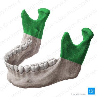 <p>The two sides of the mandible </p>