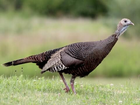 <p><em>Rio Grande </em>Wild Turkey</p><p>(hen pictured here)</p>