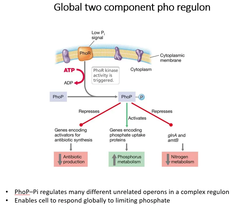 <ul><li><p>the sensor PhoR in the cytoplasmic membrane in G+ve bacteria detects low phosphate in the environment and autophosphorylates using ATP</p></li><li><p>it then ???????</p></li></ul><p></p>