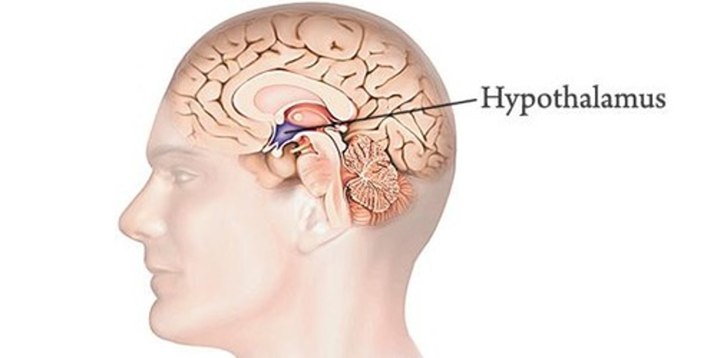 <p>The amygdala is involved in processing emotions and stress, which can influence blood pressure regulation.</p>