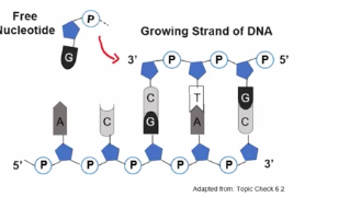 <p>Ad during the synthesis of nucleic acid polymers, nucleotides can only be added to the 3’ end, as a covalent bond would need to form between the phosphate of the nucletodies and the 3 prime end of that growing strand on that sugar.</p><p>Covalent bonds are used to connect free nucleotides to the strand</p>