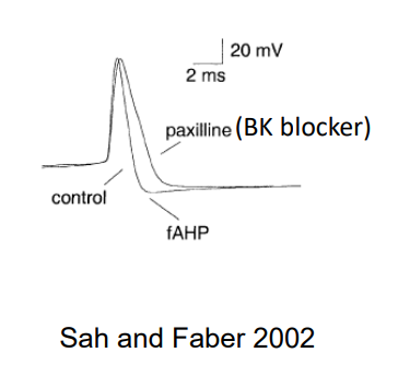 <p>blocks BK channels. a longer AP duration, less afterhyperpolarization</p>