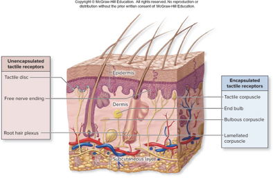 <p>tactile receptors</p>