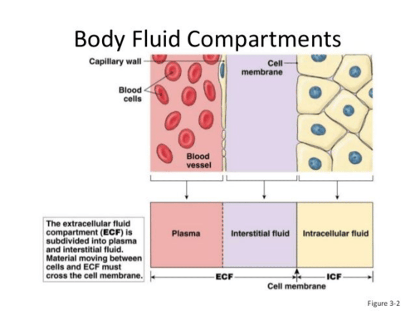 <p>Fluid outside the cells; includes intravascular (i.e. blood plasma) and interstitial fluids.</p>