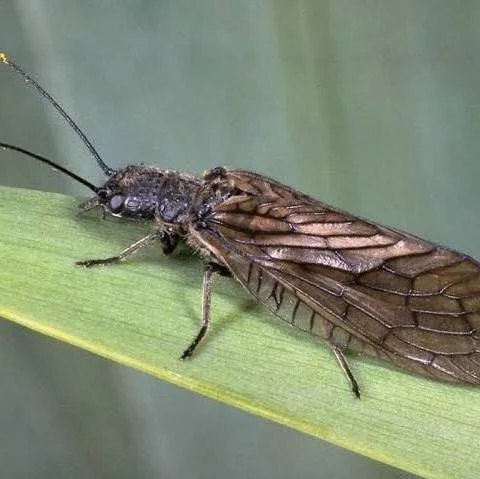 <p>Common name of order: Fishflies, dobsonflies, alderflies. Neopteran. Holometabolous.</p>