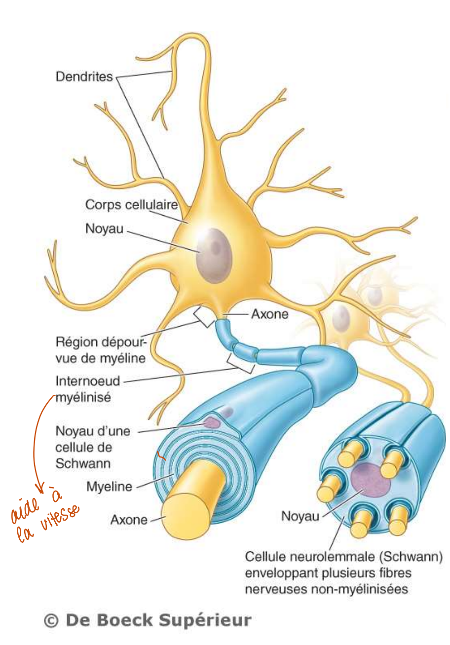 <p>Vrai, si ces fibres sont non myélinisées</p>
