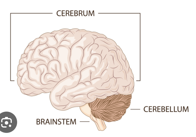 <p>The largest part of the brain which contains all the lobes</p>