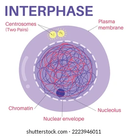 <p><strong>Interphase </strong>is the period between cell division where the <strong>DNA replicates</strong>.</p>