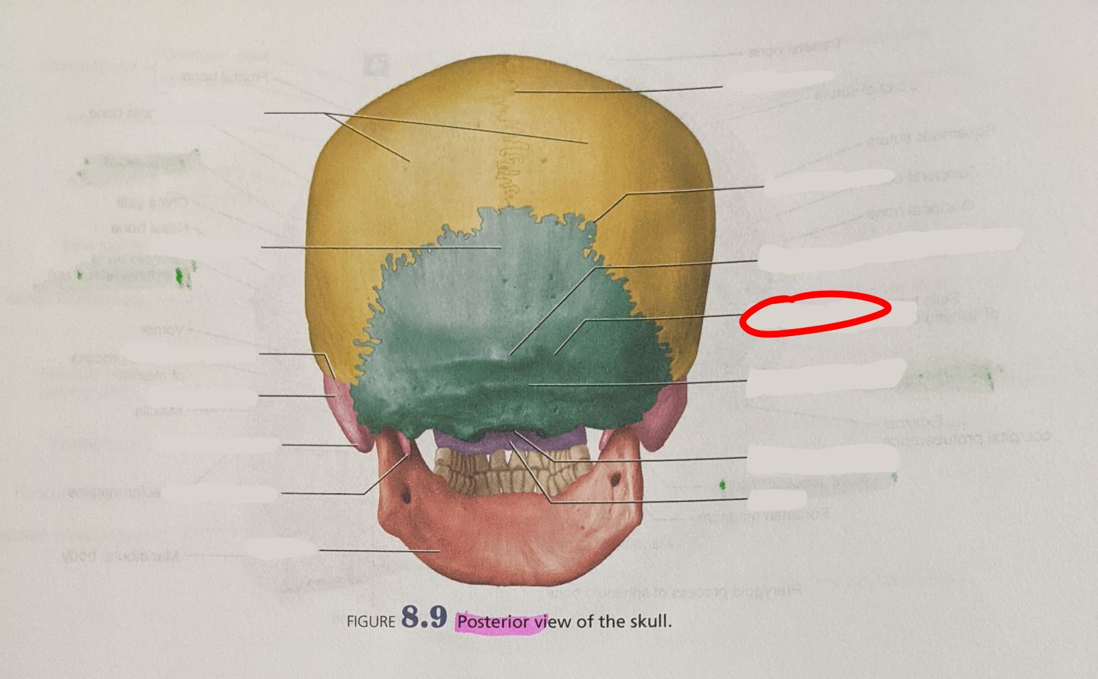 knowt flashcard image