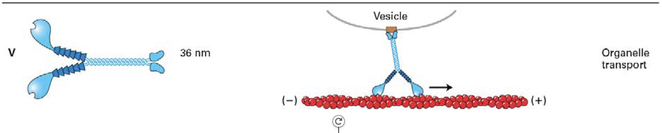<p><span><span>two head domains and six light chains per neck. </span></span></p><p><span><span>Bind specific receptors (brown box) on organelles, which they transport</span></span></p>