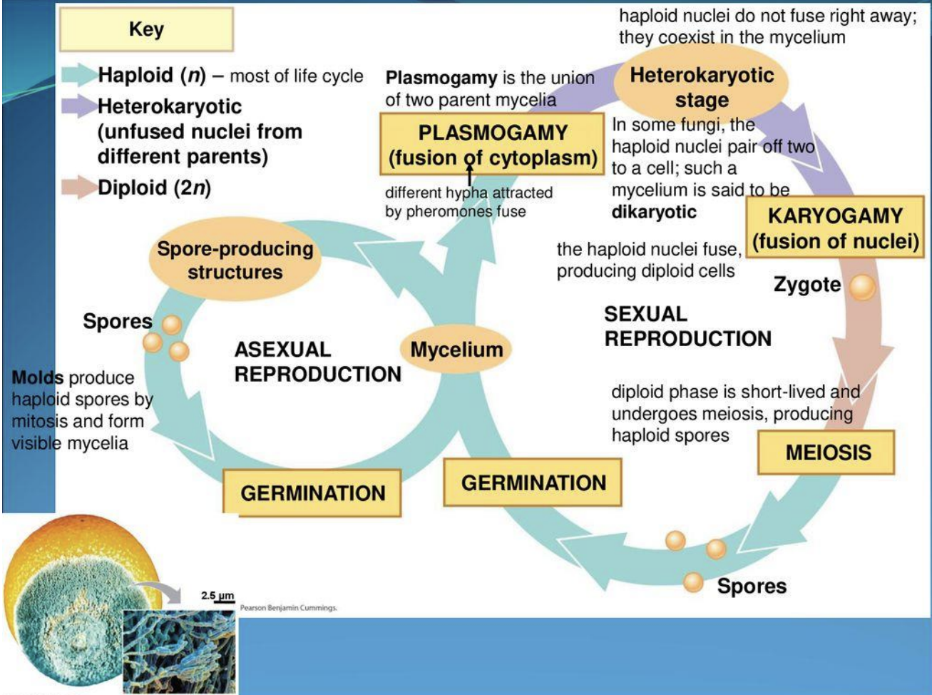 <p>2 Methods:</p><p>Sexual reproduction:</p><p>Mycelium → plasmogamy ( 2 mycelia fuse) → heterokaryotic stage → karyogamy stage ( fusion of 2 haploid nuclei forming a diploid zygote) → meiosis → spore germination</p><p>Asexual reproduction:</p><p>Mycelium forms spore-producing structures → molds produce haploid spores by mitosis forming visible mycelia </p>